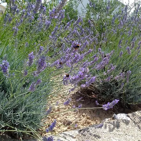 Gasthuis Guesthouse Lucija-Komarna 3*